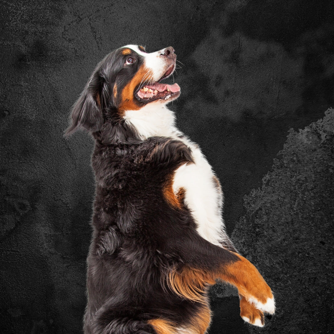 Dog Treats